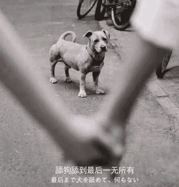 图片[1]-关于最近圈子很火的“舔狗日记”解说-希音出海